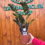 Zamiokulkas (Zamioculcas zamifolia) ´RAVEN´ - výška 50-60 cm, kont. C2L